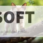 cuidar gato
