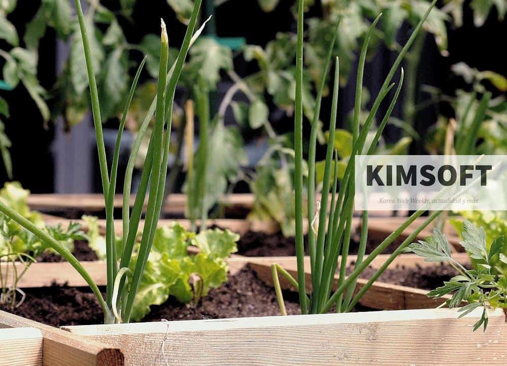 Guía para crear tu propio huerto urbano en espacios pequeños