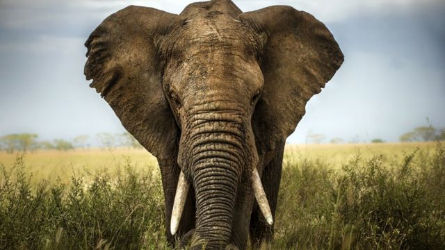 Los animales más inteligentes del mundo: ¿Qué los hace especiales?