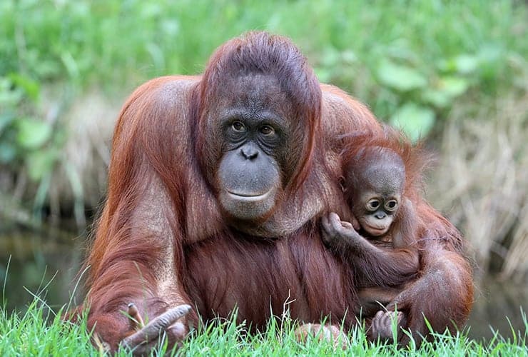 Los animales más inteligentes del mundo: ¿Qué los hace especiales?