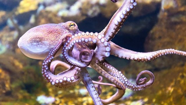 Los animales más inteligentes del mundo: ¿Qué los hace especiales?